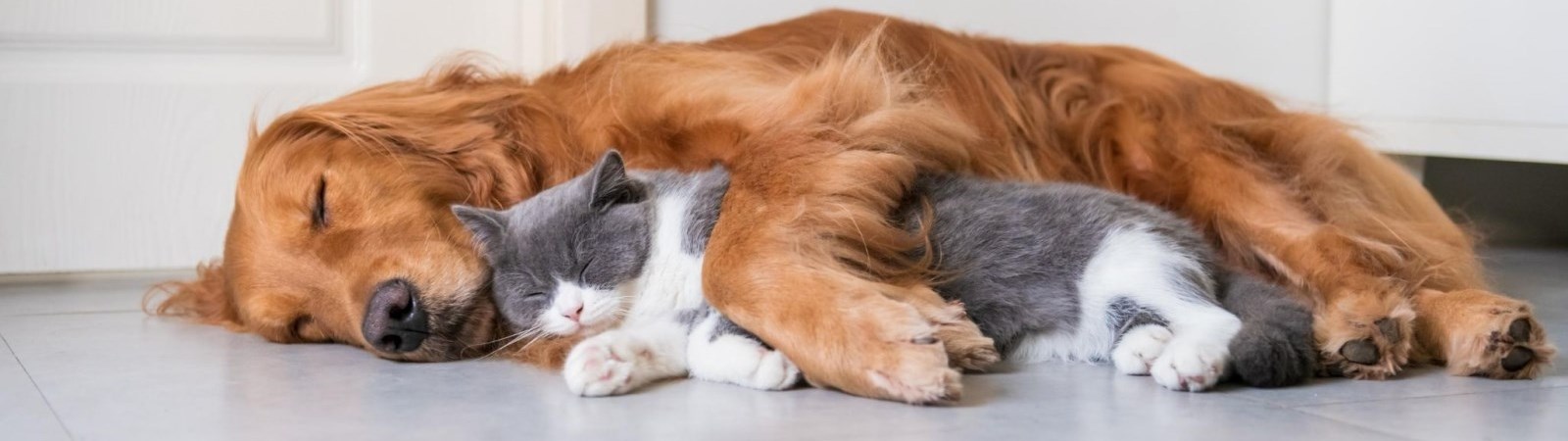 Township Responsible Pet ownership