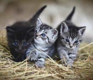 cats