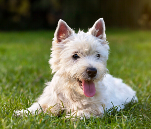 Dog in grass