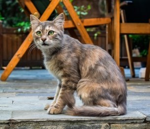 Feral, Stray and Roaming Cats