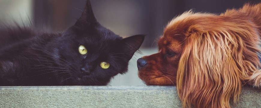 cat and dog