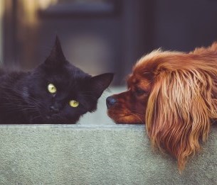 dog and cat