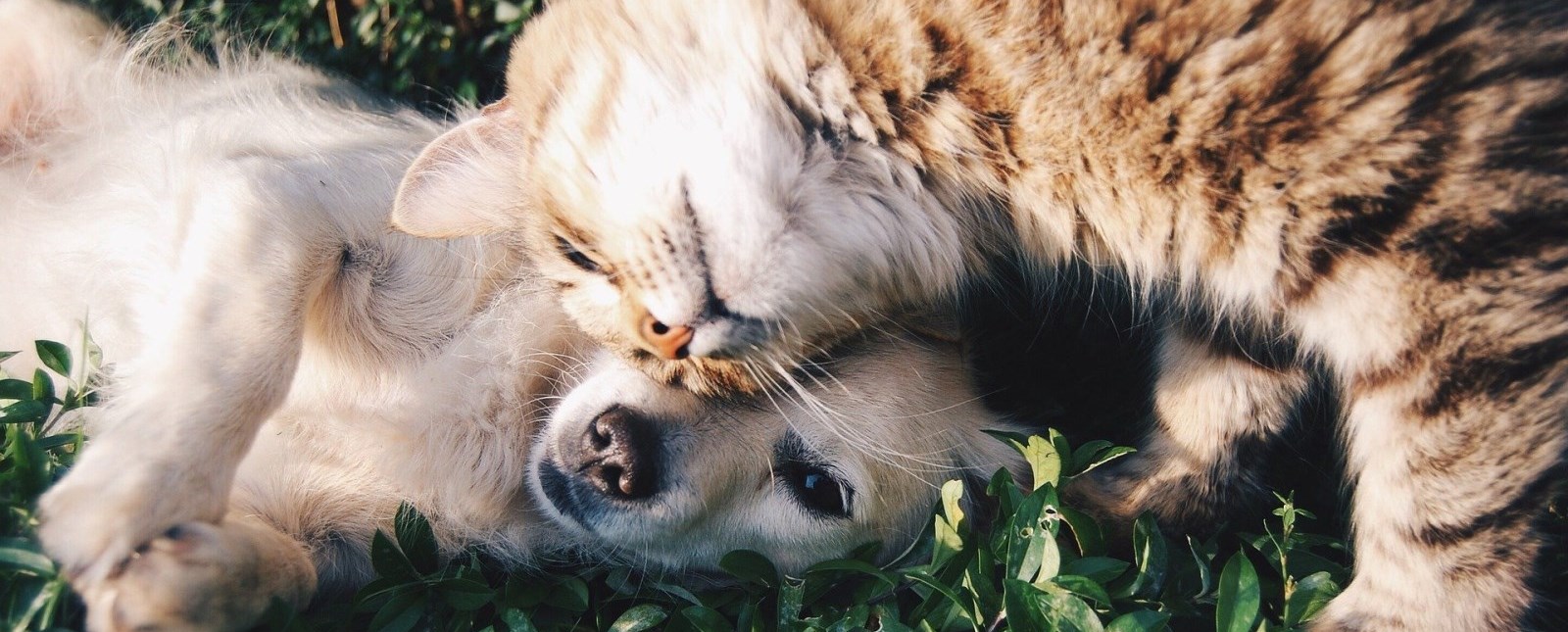 Dog and Cat