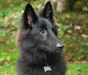 Dog with dog tag