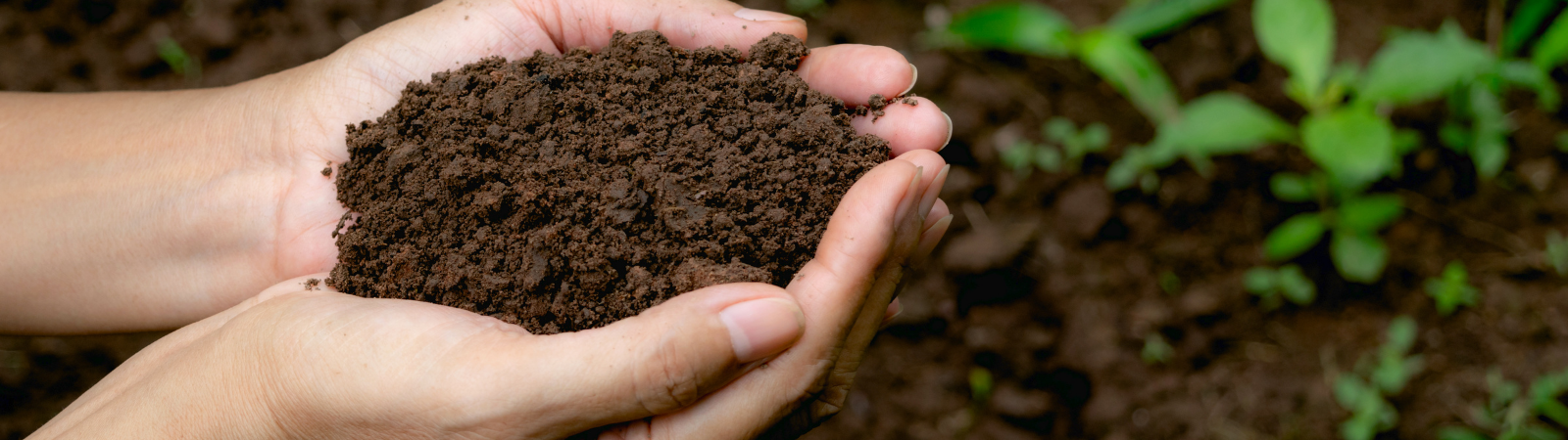 Hands holding small pile of soil