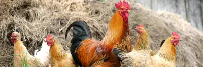 A rooster and four hens