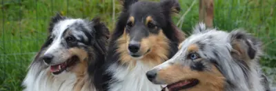 three Australian Shepherd dogs
