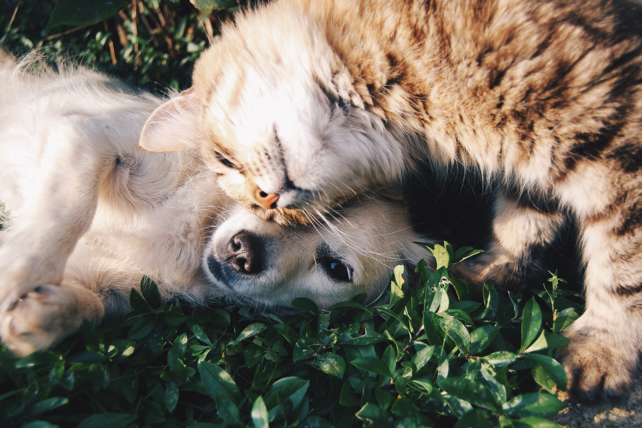 Puppy and kitten playing in the grass