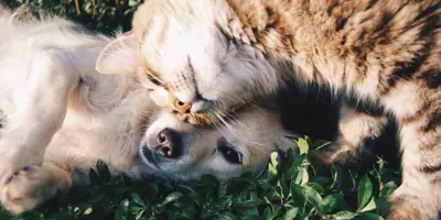 Puppy and kitten playing in the grass